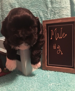 Medium Photo #1 Shih Tzu Puppy For Sale in CLAY CITY, KY, USA