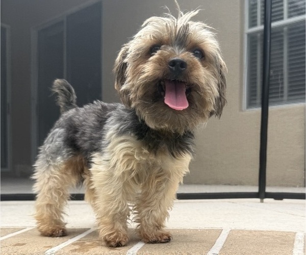 Medium Photo #1 Yorkshire Terrier Puppy For Sale in VALRICO, FL, USA