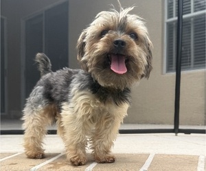 Father of the Yorkshire Terrier puppies born on 02/11/2026