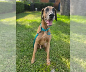 Great Dane Dogs for adoption in Bullard, TX, USA