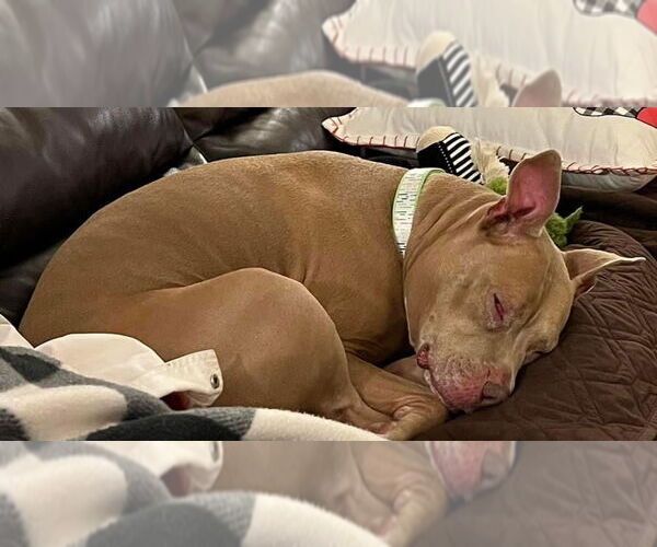 Medium Photo #14 American Pit Bull Terrier-Unknown Mix Puppy For Sale in Germantown, OH, USA