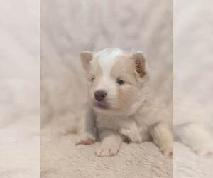 Pomsky Puppy for sale in SAVOY, MA, USA