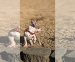 Small Photo #4 Boston Terrier Puppy For Sale in DULUTH, GA, USA