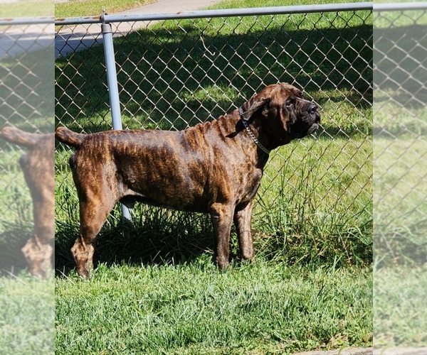 Medium Photo #6 Cane Corso Puppy For Sale in CHICAGO, IL, USA