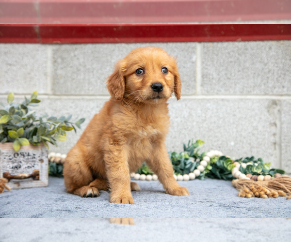 Medium Photo #33 Golden Retriever Puppy For Sale in WOLCOTTVILLE, IN, USA