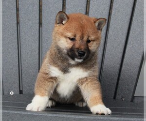 Shiba Inu Puppy for sale in FREDERICKSBURG, OH, USA
