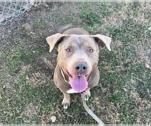 OCEAN - Female Chesador Dog for Adoption - Photo #2