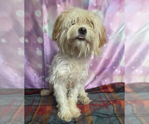Maltese-Unknown Mix Dogs for adoption in Lakewood, CO, USA