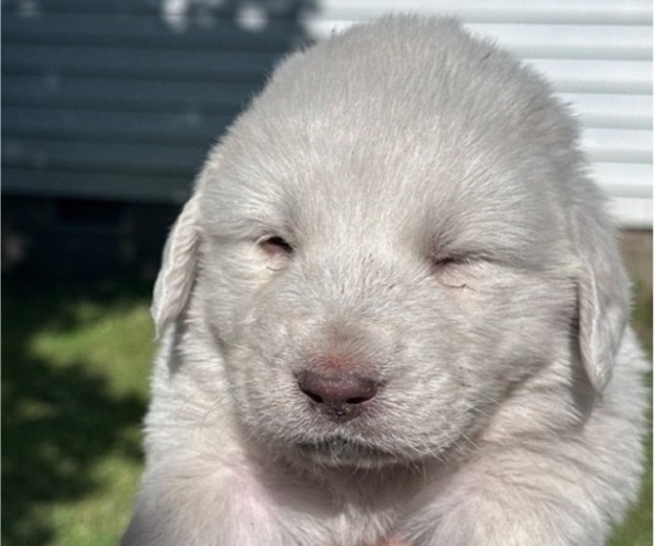 Medium Photo #8 Great Pyrenees Puppy For Sale in STOKES, NC, USA