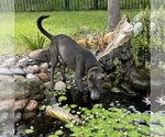 Small #5 Labrador Retriever Mix