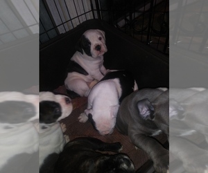 Olde English Bulldogge Puppy for sale in HOLLAND, OH, USA