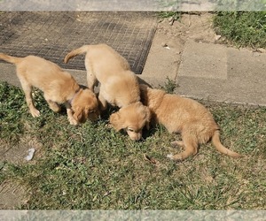 Golden Retriever Litter for sale in LAFAYETTE, IN, USA