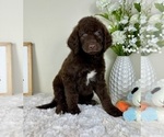 Small Labradoodle
