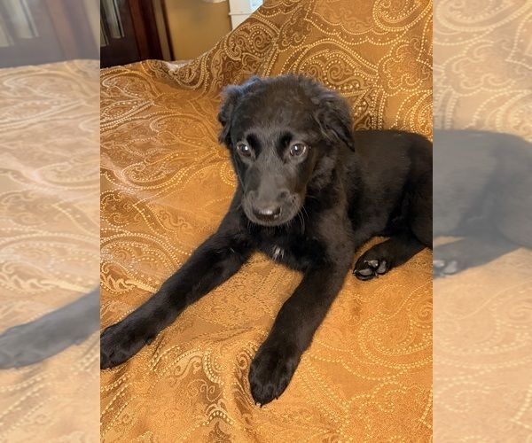 Medium Photo #9 Flat Coated Retriever Puppy For Sale in ROSE HILL, KS, USA