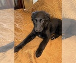 Small #8 Flat Coated Retriever