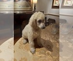 Small Photo #3 Poodle (Standard) Puppy For Sale in NASHVILLE, TN, USA