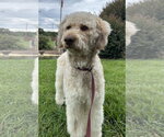 Small #3 Poodle (Standard)-Siberian Husky Mix