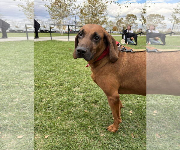 Medium Photo #4 Redbone Coonhound-Unknown Mix Puppy For Sale in Westwood, NJ, USA