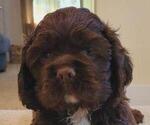 Puppy Rigley Cocker Spaniel