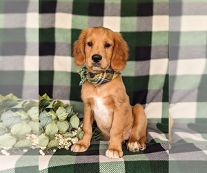 Golden Cavalier Puppy for sale in KIRKWOOD, PA, USA