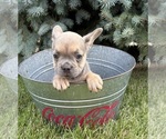 Small #3 French Bulldog