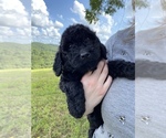 Small Photo #1 Goldendoodle Puppy For Sale in HARROGATE, TN, USA