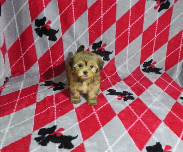 Medium Photo #1 Shorkie Tzu Puppy For Sale in COOKEVILLE, TN, USA