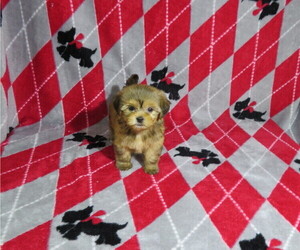 Shorkie Tzu Puppy for Sale in COOKEVILLE, Tennessee USA