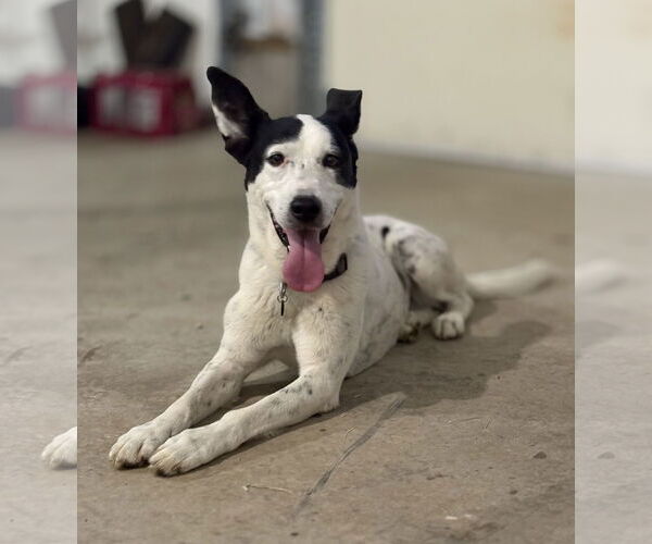 Medium Photo #4 Mutt Puppy For Sale in Rootstown, OH, USA