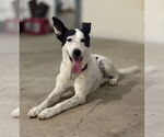 Small #3 Mutt
