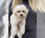 Small Photo #16 Maltese Puppy For Sale in OCKLAWAHA, FL, USA