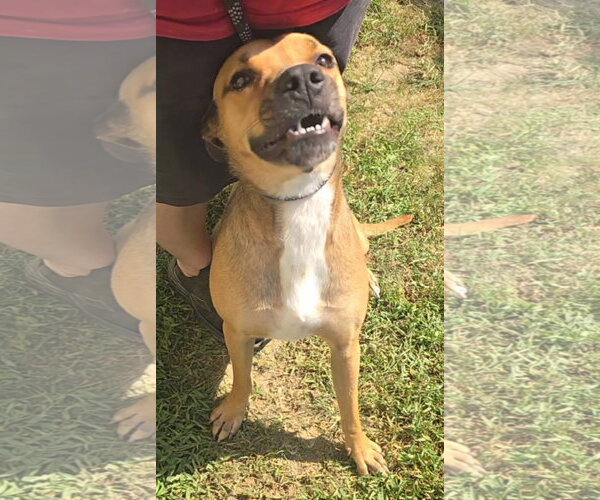 Medium Photo #4 Boxer-Unknown Mix Puppy For Sale in Alexander, AR, USA