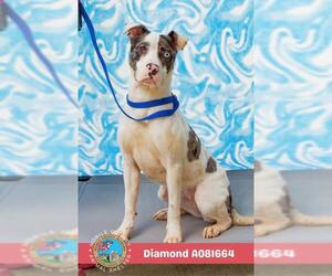 Bulldog-Unknown Mix Dogs for adoption in Mobile, AL, USA