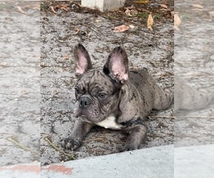 Medium French Bulldog