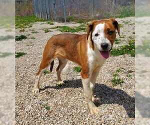 Labrador Retriever Dogs for adoption in Lake City, MI, USA