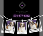 Small Photo #16 Shih Tzu Puppy For Sale in WARSAW, IN, USA