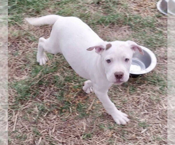 Medium Photo #5 Boxer-Unknown Mix Puppy For Sale in Mooresville, NC, USA