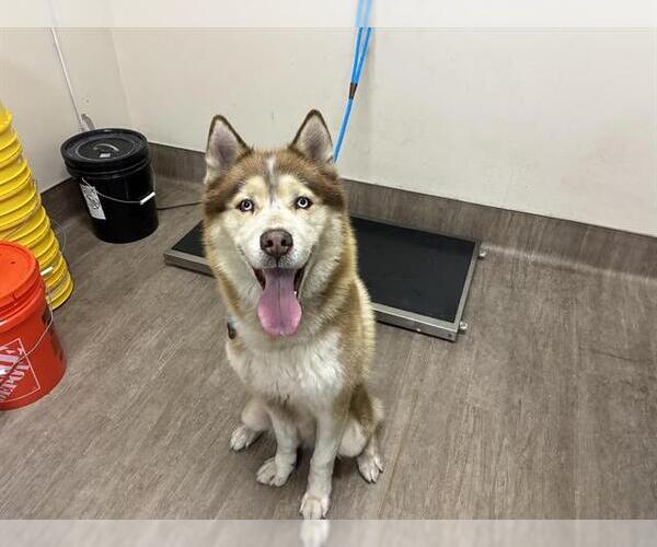 Medium Photo #1 Siberian Husky Puppy For Sale in Pasadena, CA, USA