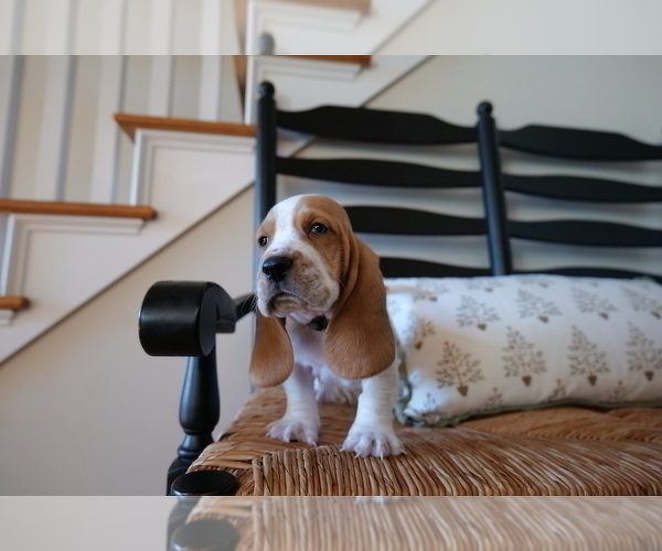 Medium Photo #5 Basset Hound Puppy For Sale in CUMMING, GA, USA
