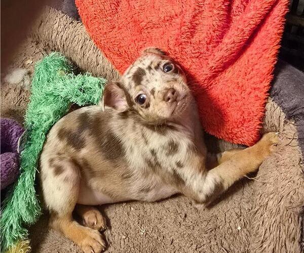 Medium Photo #2 Chihuahua Puppy For Sale in SPRINGFIELD, OH, USA