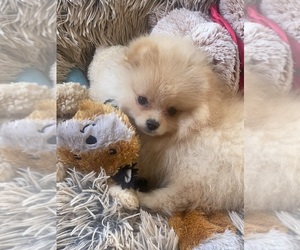 Pomeranian Puppy for sale in HUNTINGTON BEACH, CA, USA