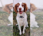 Small Brittany