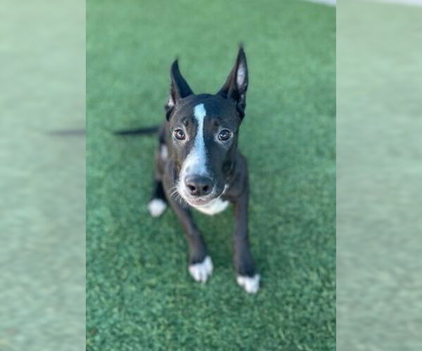 Medium Photo #2 Mutt Puppy For Sale in Canton, CT, USA