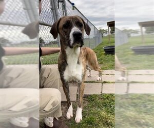 Labrador Retriever Dogs for adoption in Rosenberg, TX, USA