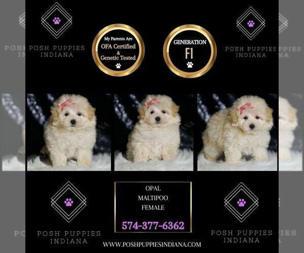 Medium Photo #2 Maltipoo Puppy For Sale in WARSAW, IN, USA