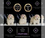 Small #1 Maltipoo