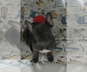 French Bulldog Puppy for Sale in CHICAGO, Illinois USA