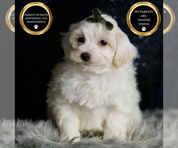 Medium Photo #49 Maltipoo (Miniature) Puppy For Sale in WARSAW, IN, USA