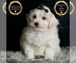 Small #6 Maltipoo (Miniature)