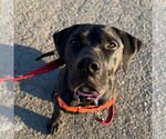 Small #12 American Pit Bull Terrier Mix